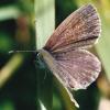 Cupido sp.